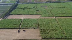 横州市深耕膏壤激活村落复兴新动