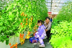 <b>博罗湖镇新做塘村：金妃小番茄吸睛又“吸金”</b>