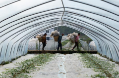 烧毁农膜收受接管：南川区绘就“生态+经济”双