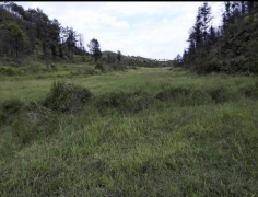 中国农业的现实窘境：盲目“仿照秀”的必然失