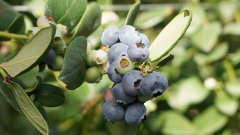 云南澄江：冬蓝莓铺就致富“莓”好蓝图