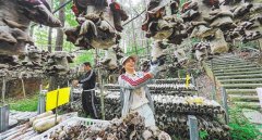 <b>【高质量成长财产调研】林金</b>